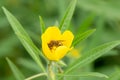 Large-flowerÃÂ primrose-willow with honeybee inside